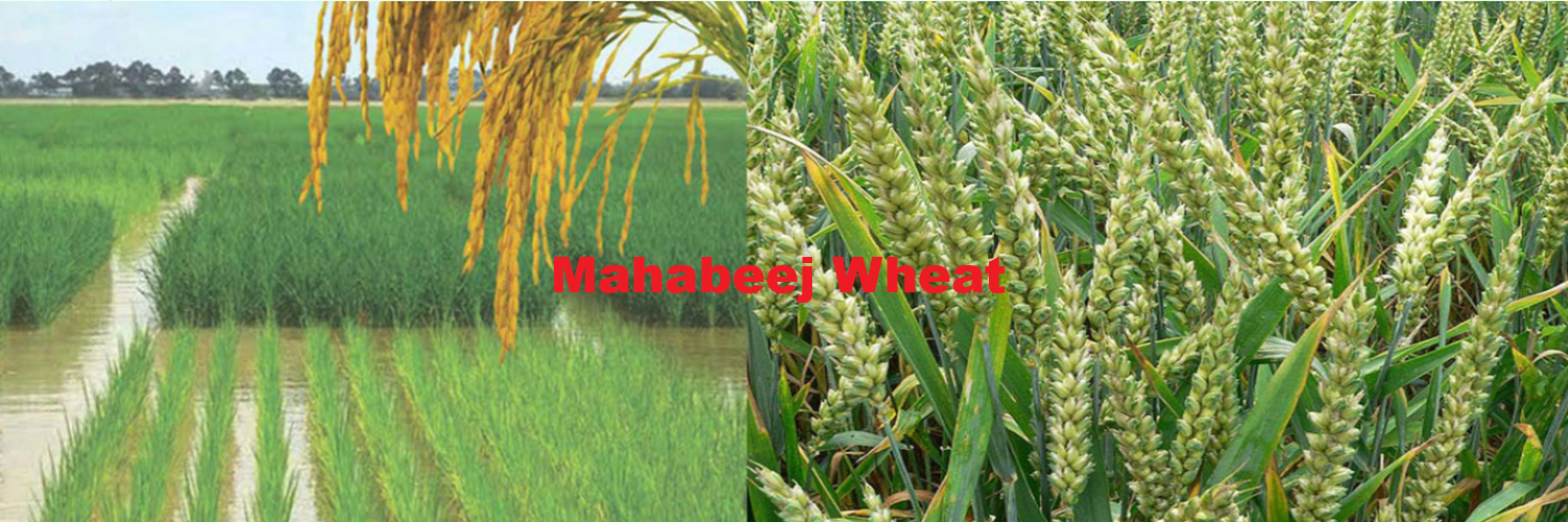 Mahabeej Wheat